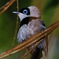 Pied Monarch (male)<br />Canon EOS 6D + EF400 F5.6L + SPEEDLITE 580EXII + Better Beamer